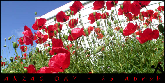 Poppies, Anzac Day. Photo by Aotearoa.co.nz