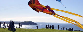 Huge kites. Devonport in the background